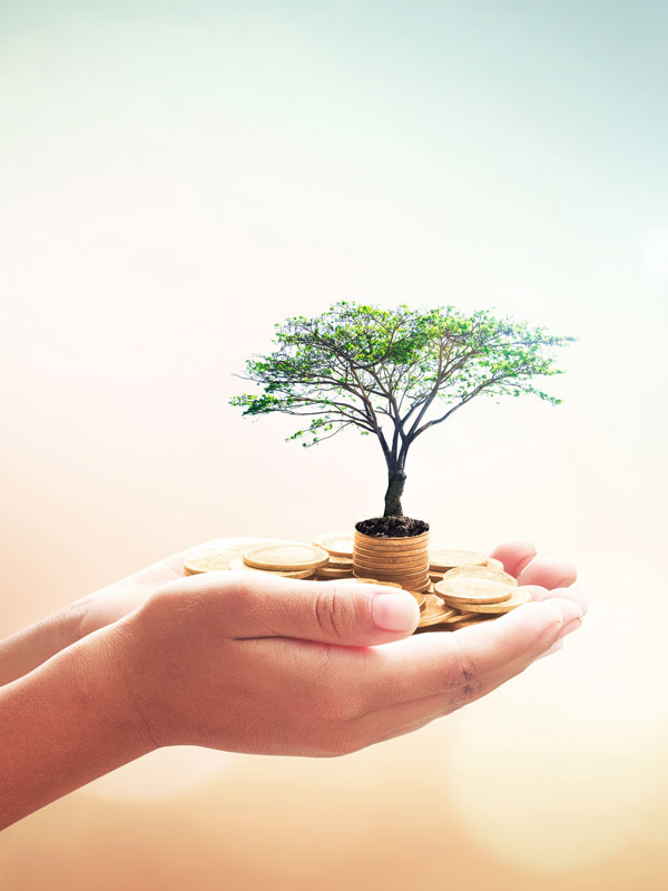 small tree in the palm of a person's hands.